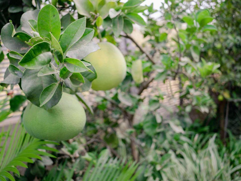 גינה טרופית בעדנים6